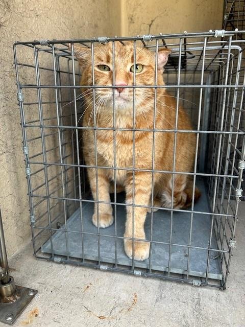 MANDARIN - Domestic Short Hair available for adoption