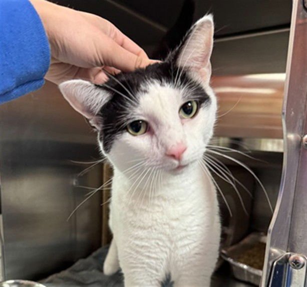 OREO - Domestic Short Hair available for adoption