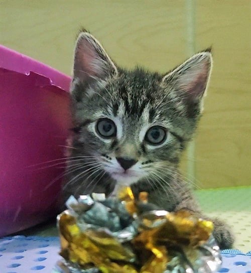 LITTLES SKITTLES - Domestic Short Hair available for adoption