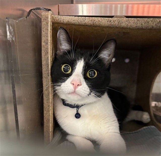 BLUEY - Domestic Short Hair available for adoption