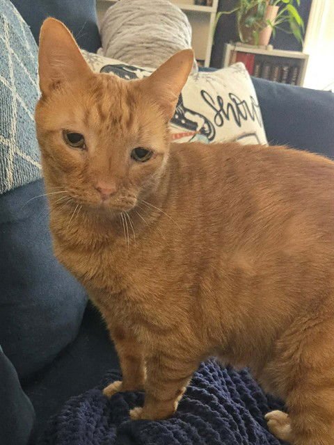 MUSHROOM - Domestic Short Hair available for adoption