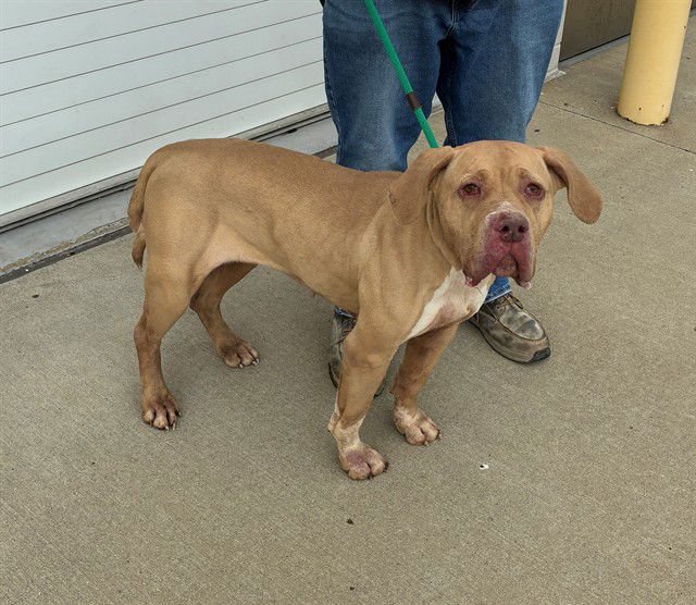 QUEEN LATEEFSA - Mastiff available for adoption