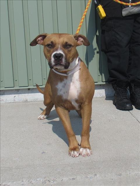 LADY - Black Mouth Cur / Boxer available for adoption