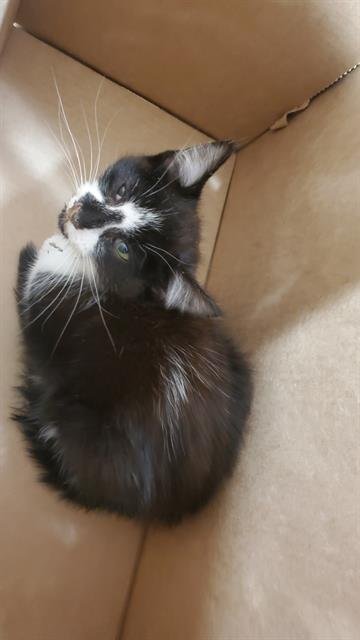 ALPHINAUD - Domestic Short Hair available for adoption