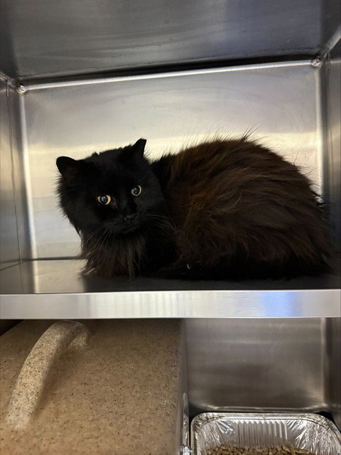 SHIRLEY TEMPLE - Domestic Long Hair available for adoption