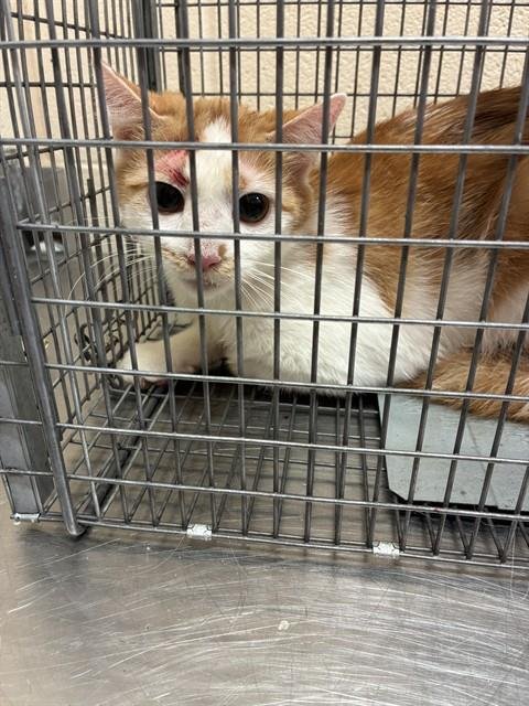 SPARKLE - Domestic Short Hair available for adoption