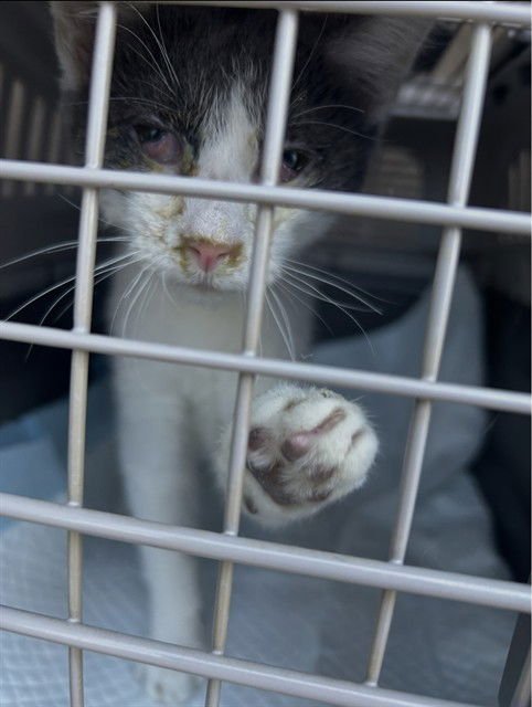 SIR LIX-A-LOT - Domestic Short Hair available for adoption