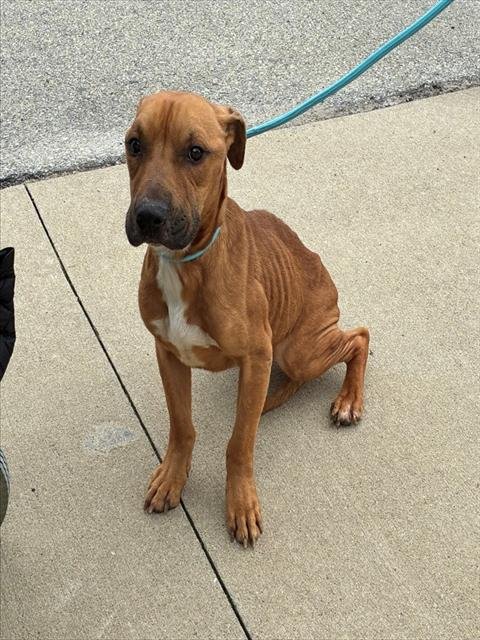 SNORKI SOCKSHINE - Pit Bull Terrier available for adoption