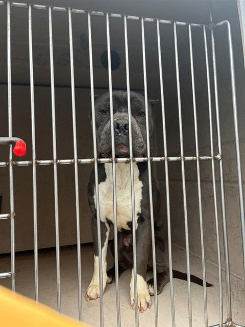 ROCKY BEEBOP - Pit Bull Terrier available for adoption