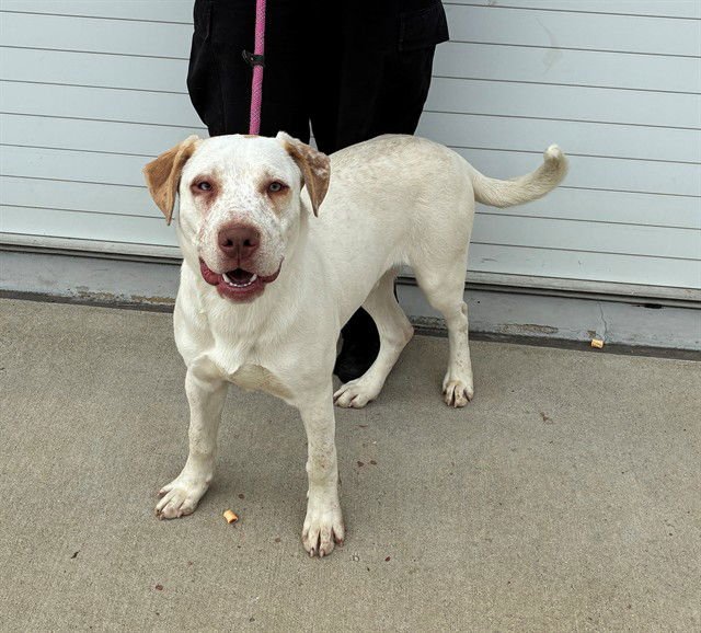 FIDDLE FADDLE - Labrador Retriever available for adoption