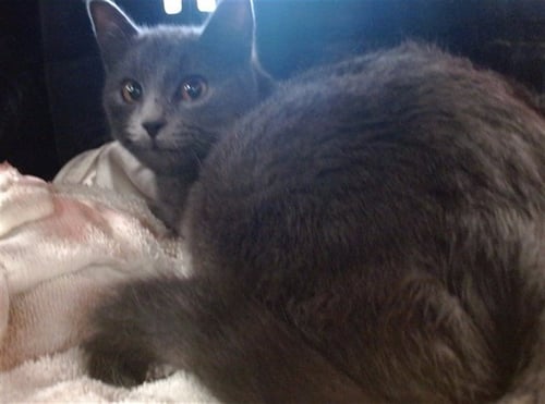 CASSIDIE - Domestic Short Hair available for adoption