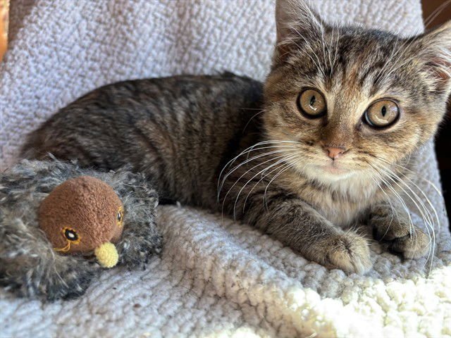 SCAMPI - Domestic Short Hair available for adoption