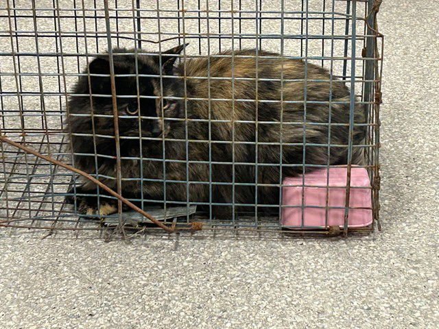 NASHU - Domestic Short Hair available for adoption