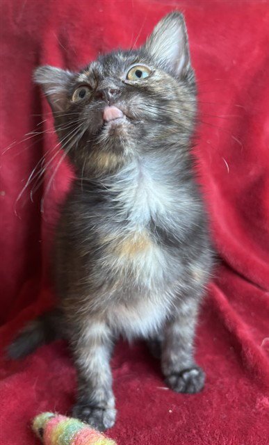 PANINI - Domestic Short Hair available for adoption