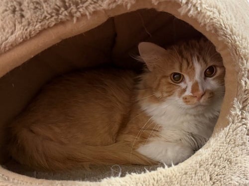 ELIAS - Domestic Short Hair available for adoption