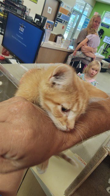 A800632 - Domestic Short Hair available for adoption