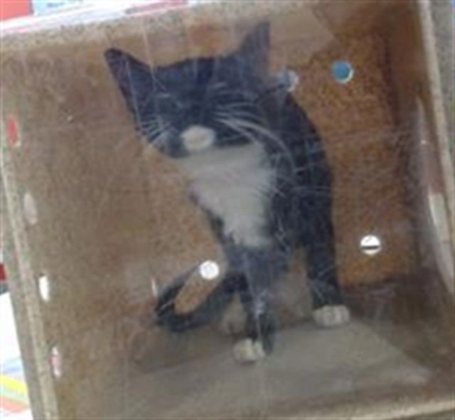 RHINO - Domestic Short Hair available for adoption