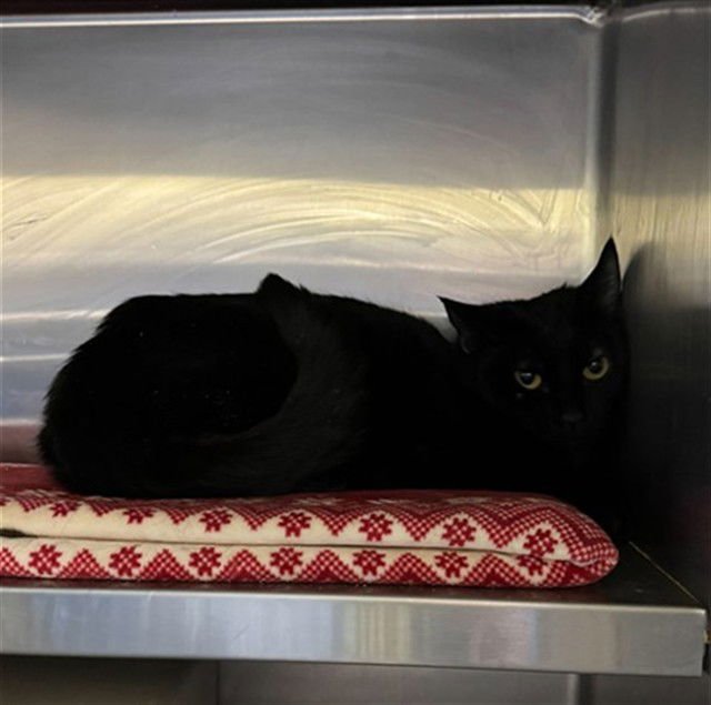 ROCKHOPPER - Domestic Short Hair available for adoption