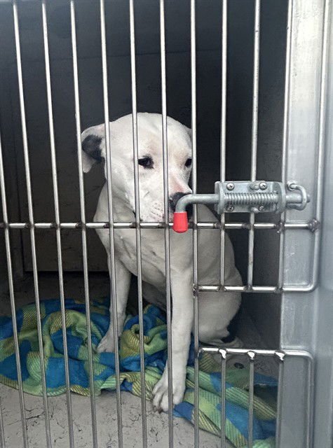 GRETA - Pit Bull Terrier available for adoption