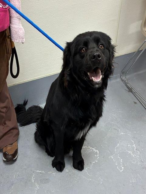 SUPER SMASH BROS - Chow Chow available for adoption