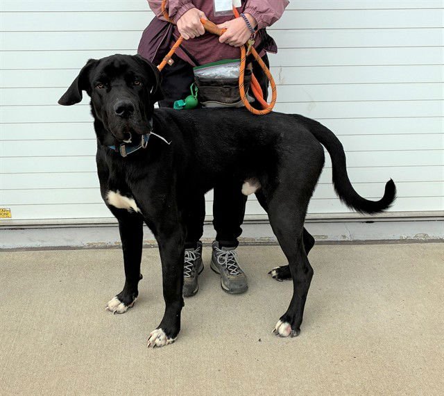 OWALA - Great Dane available for adoption
