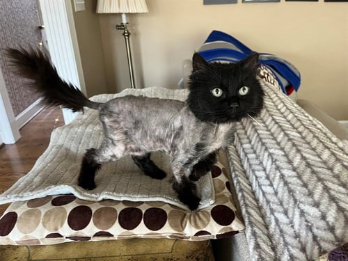 CHOCOCAT - Domestic Long Hair for adoption in Louisville