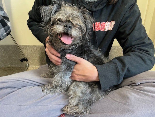 A793137 - Maltese / Poodle (Miniature) available for adoption