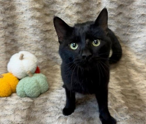 HOT COCOA - Domestic Short Hair available for adoption