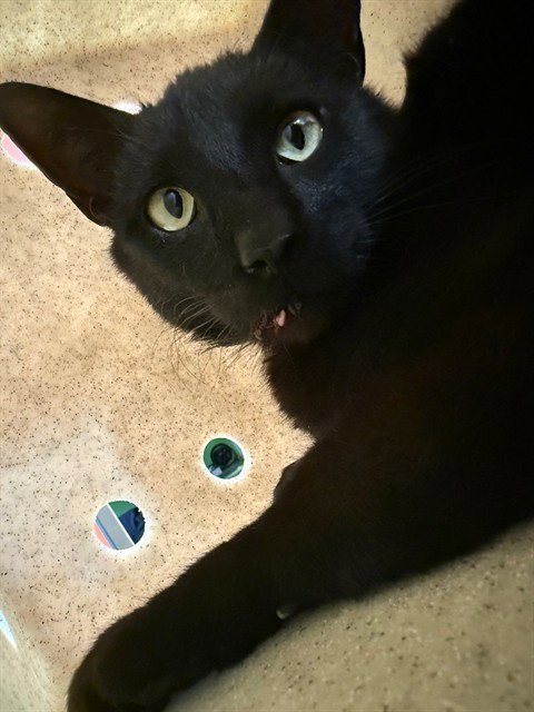 MR. MANCHAS - Domestic Short Hair available for adoption