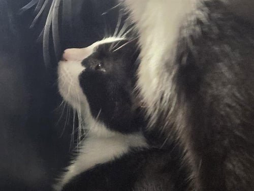 JUDY WINSLOW - Domestic Short Hair for adoption in Louisville