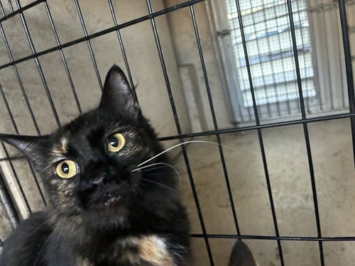 BELLA - Domestic Long Hair available for adoption