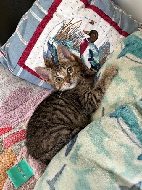 GEMINI - Domestic Short Hair available for adoption