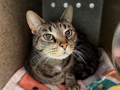 NOT LITTLE BIT - Domestic Short Hair available for adoption