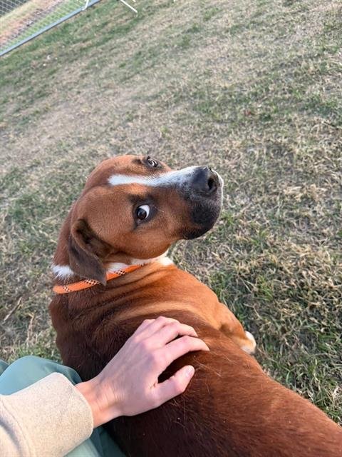 BOBO - Pit Bull Terrier available for adoption