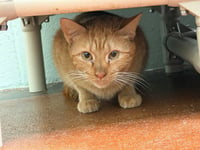 SOKKA - Photo 1
