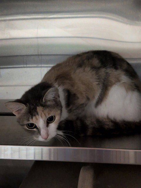 A799404 - Domestic Short Hair available for adoption
