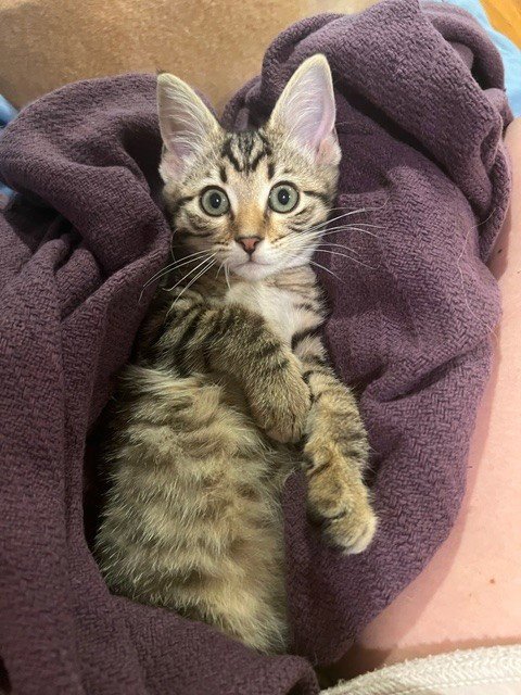 TINY MCDUFF - Domestic Short Hair available for adoption