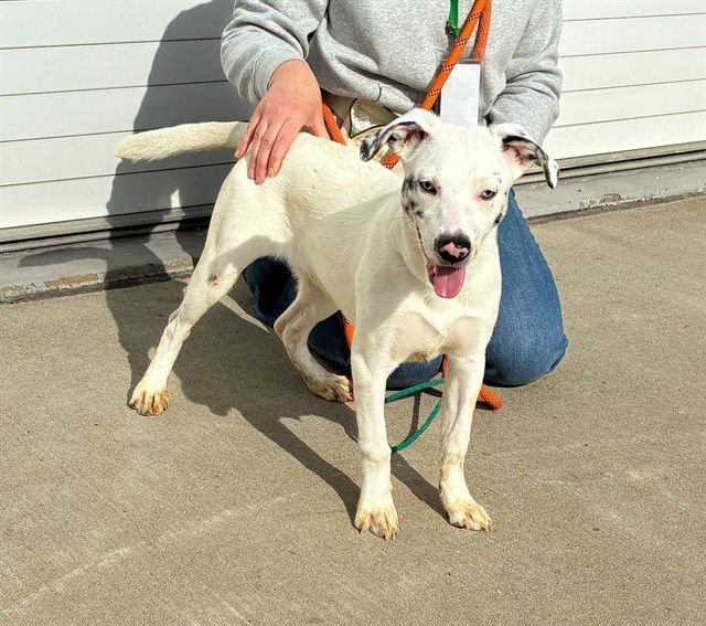 MS PRICKLEPANTS - Catahoula Leopard Dog available for adoption
