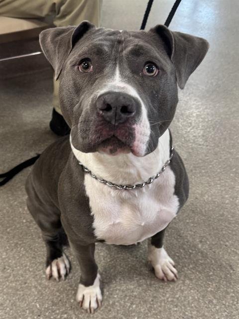 VERMONT - Pit Bull Terrier available for adoption