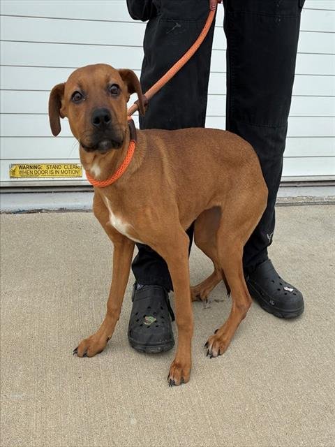 AULD LANG SYNE - Staffordshire Bull Terrier available for adoption