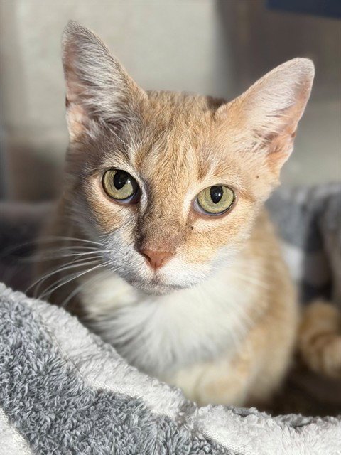 PRINCESS DIANA - Domestic Short Hair available for adoption