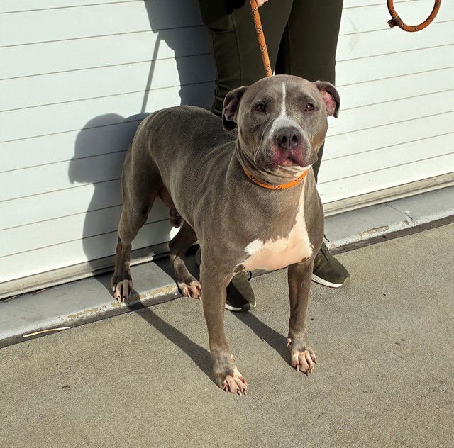 CARGO - Staffordshire Bull Terrier available for adoption