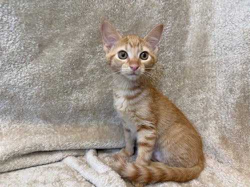 CHEDDAR - Domestic Short Hair available for adoption