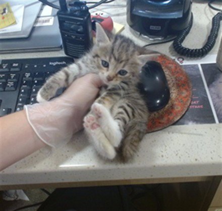 MEDUSPURR - Domestic Short Hair available for adoption