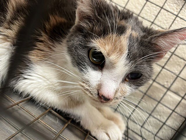 AUDRE - Domestic Short Hair available for adoption