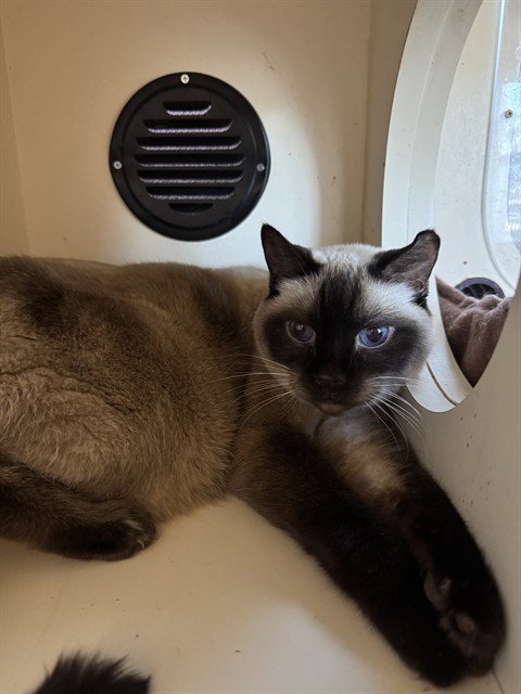 SIMON - Domestic Short Hair available for adoption