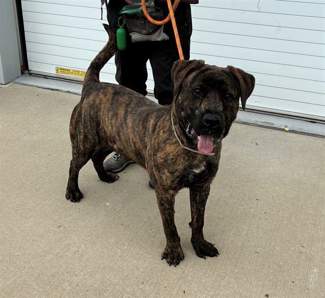 CUZZO - Cane Corso Mastiff available for adoption