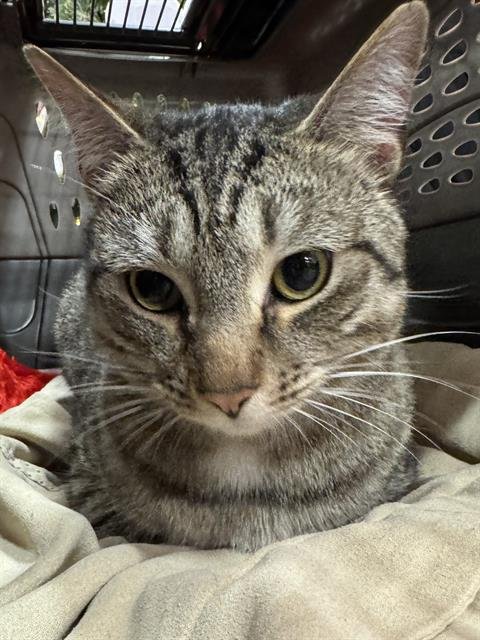 MAUI - Domestic Short Hair available for adoption