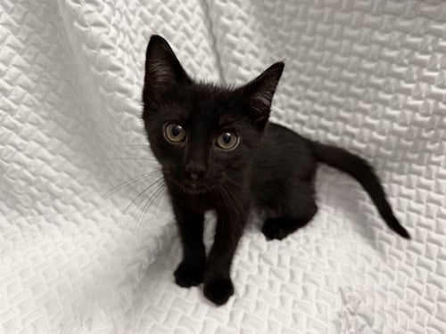 GRIMOIRE - Domestic Short Hair available for adoption