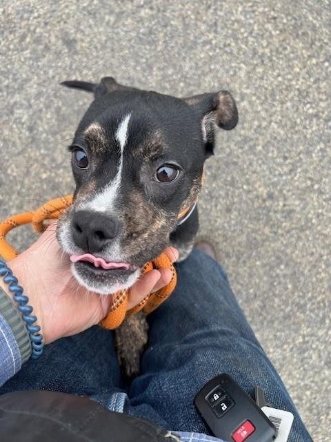 HEATED BLANKET - Boston Terrier available for adoption